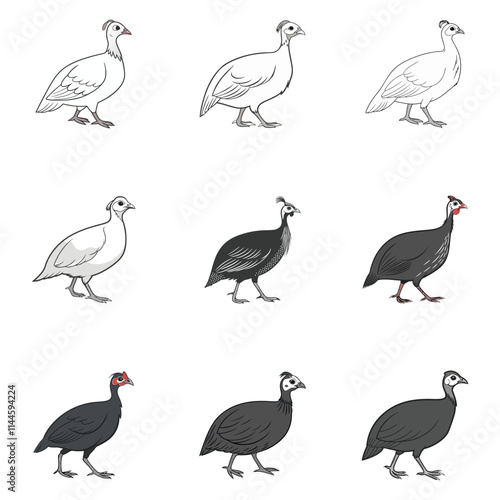  guinea hen vector art