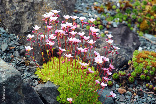 Irish saxifrage, or Saxifraga rosacea flowers in a garden