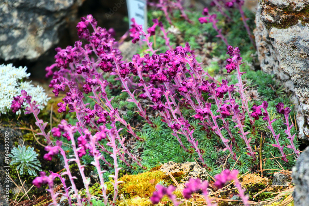 Obraz premium Mossy saxifrage, or Saxifraga hypnoides flowers in a garden