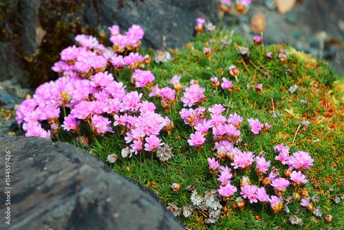 Juniper-leaved thrift, or Armeria juniperifolia flowers in a garden