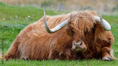 Scottish Highlander in Scotland