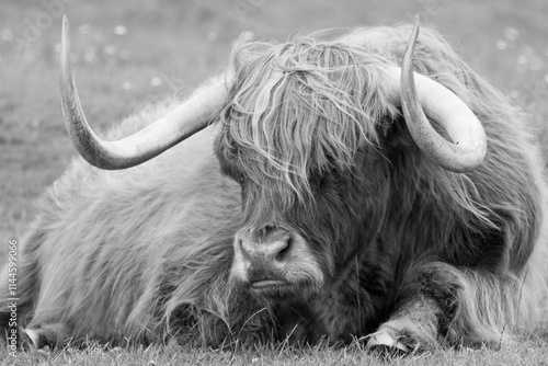 scottish highlander 