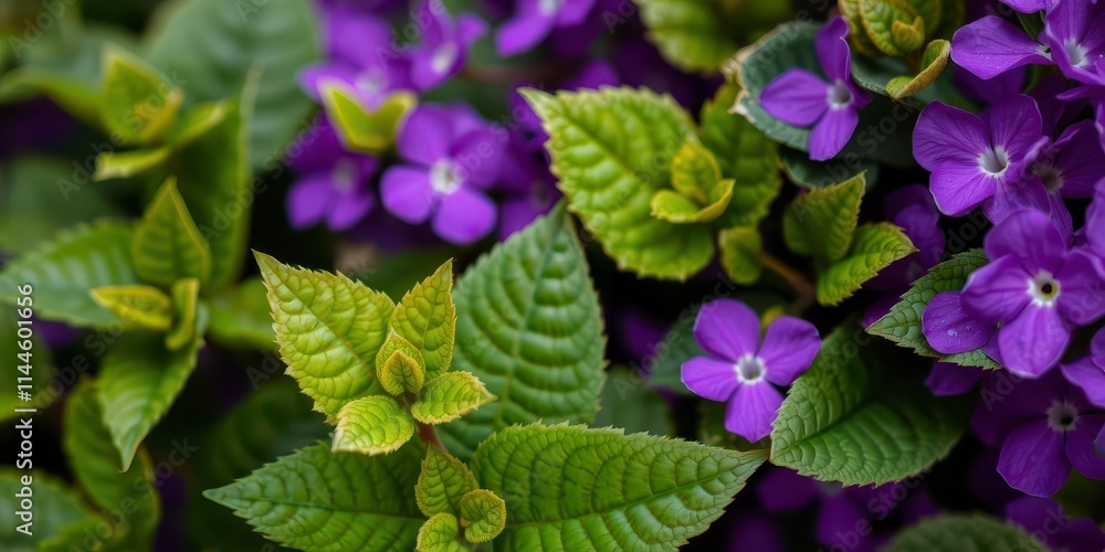 Vibrant purple flower petals and delicate leaves, petals, purple Vibrant purple flower petals and delicate leaves, petals, purple
