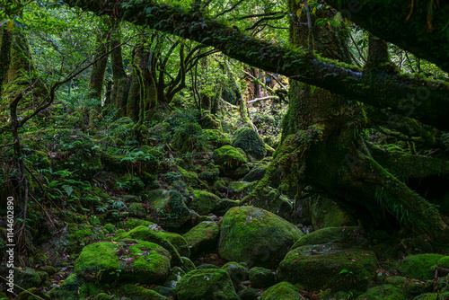 屋久島　白谷雲水峡	
