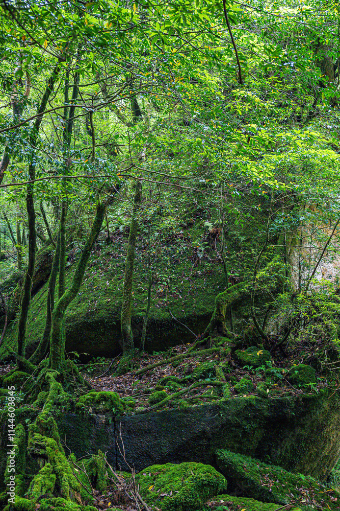 Obraz premium 屋久島 白谷雲水峡 