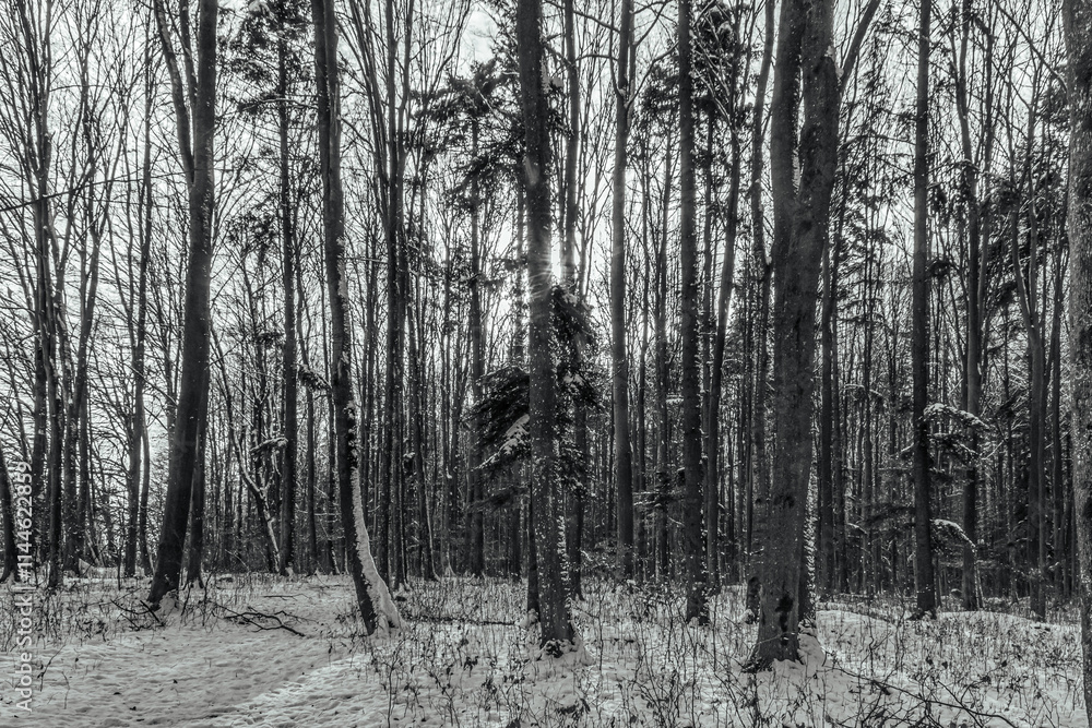 Fototapeta premium Landscapes - Forest - Europe, Romania, Suceava region