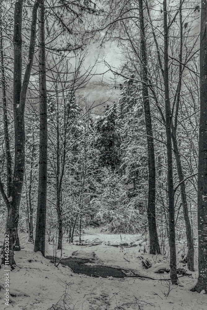Landscapes - Forest - Europe, Romania, Suceava region Landscapes - Forest - Europe, Romania, Suceava region