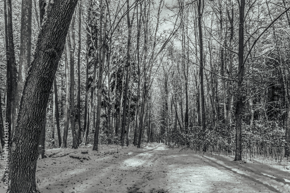 Landscapes - Forest - Europe, Romania, Suceava region Landscapes - Forest - Europe, Romania, Suceava region