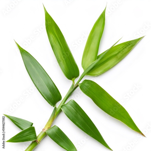 Green bamboo branch with segmented stalks and narrow leaves, lying on a white background, ideal for wellness and nature related projects photo