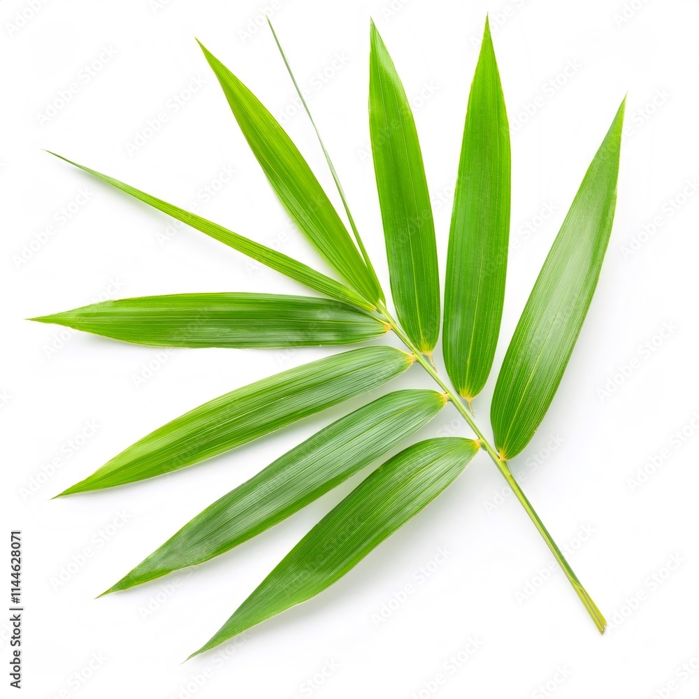 Obraz premium Tropical bamboo palm frond displaying verdant, feathery foliage against pristine white backdrop