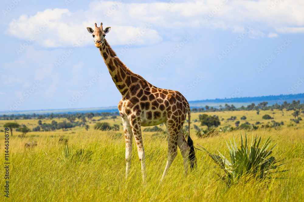 Obraz premium giraffe in the savannah