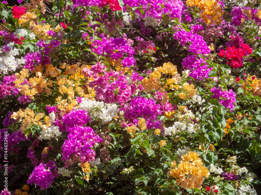 Obraz premium A bougainvillea tree full of colorful flowers.