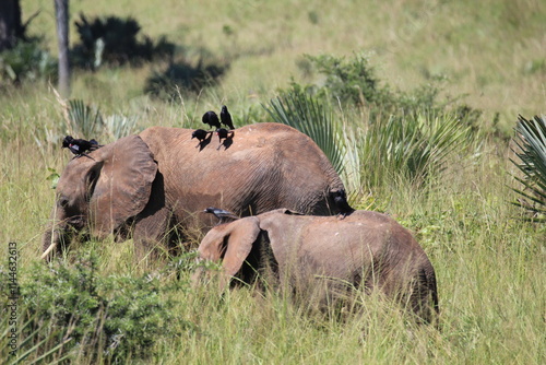 Sticker elephants in the savannah