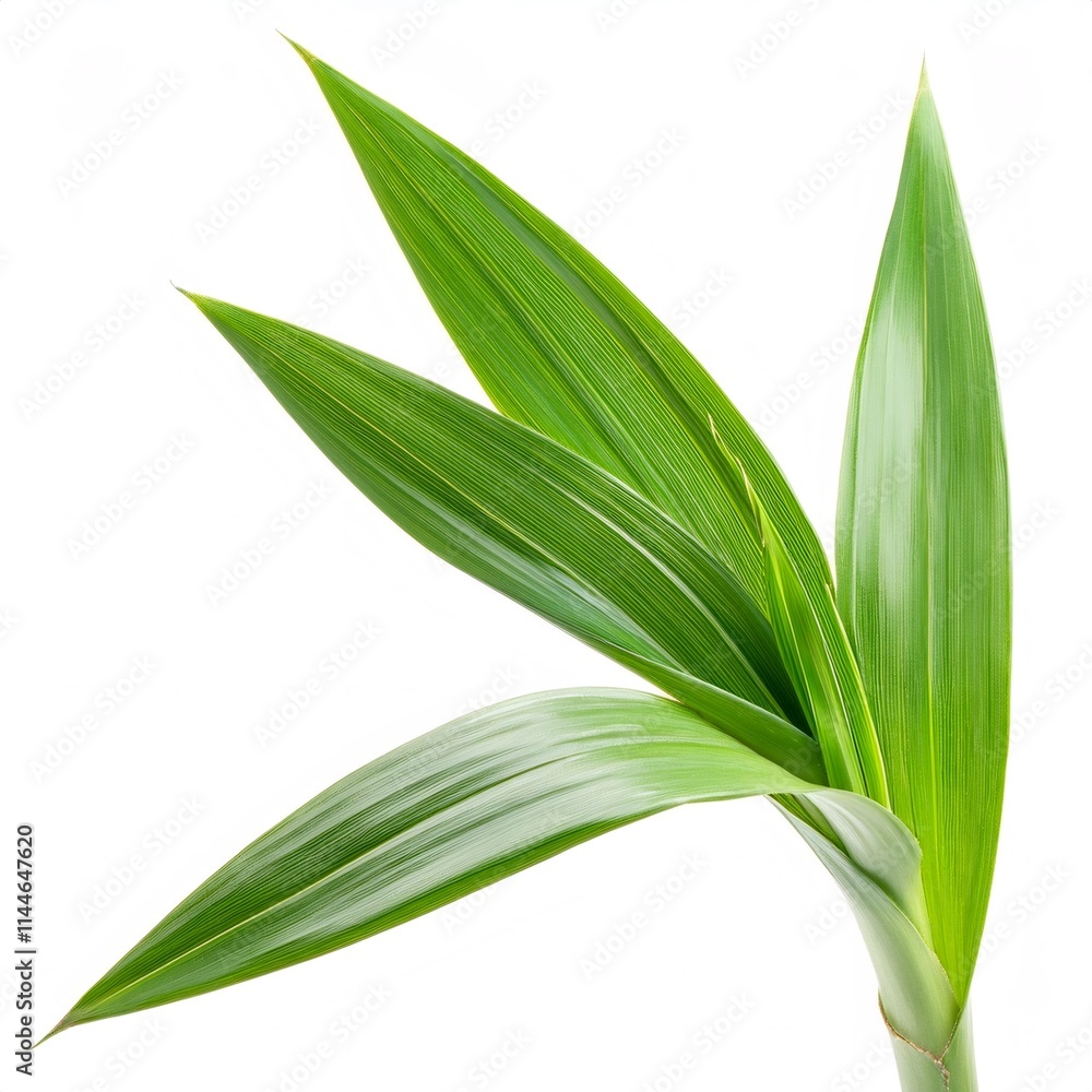 Green Pandanus branch displaying sharp, elongated leaves, highlighting intricate texture against minimalist white background Green Pandanus branch displaying sharp, elongated leaves, highlighting intricate texture against minimalist white background