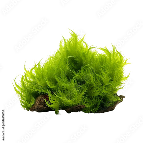Vibrant Java Moss for Aquariums.  A lush, vibrant green moss ideal for planted aquariums.