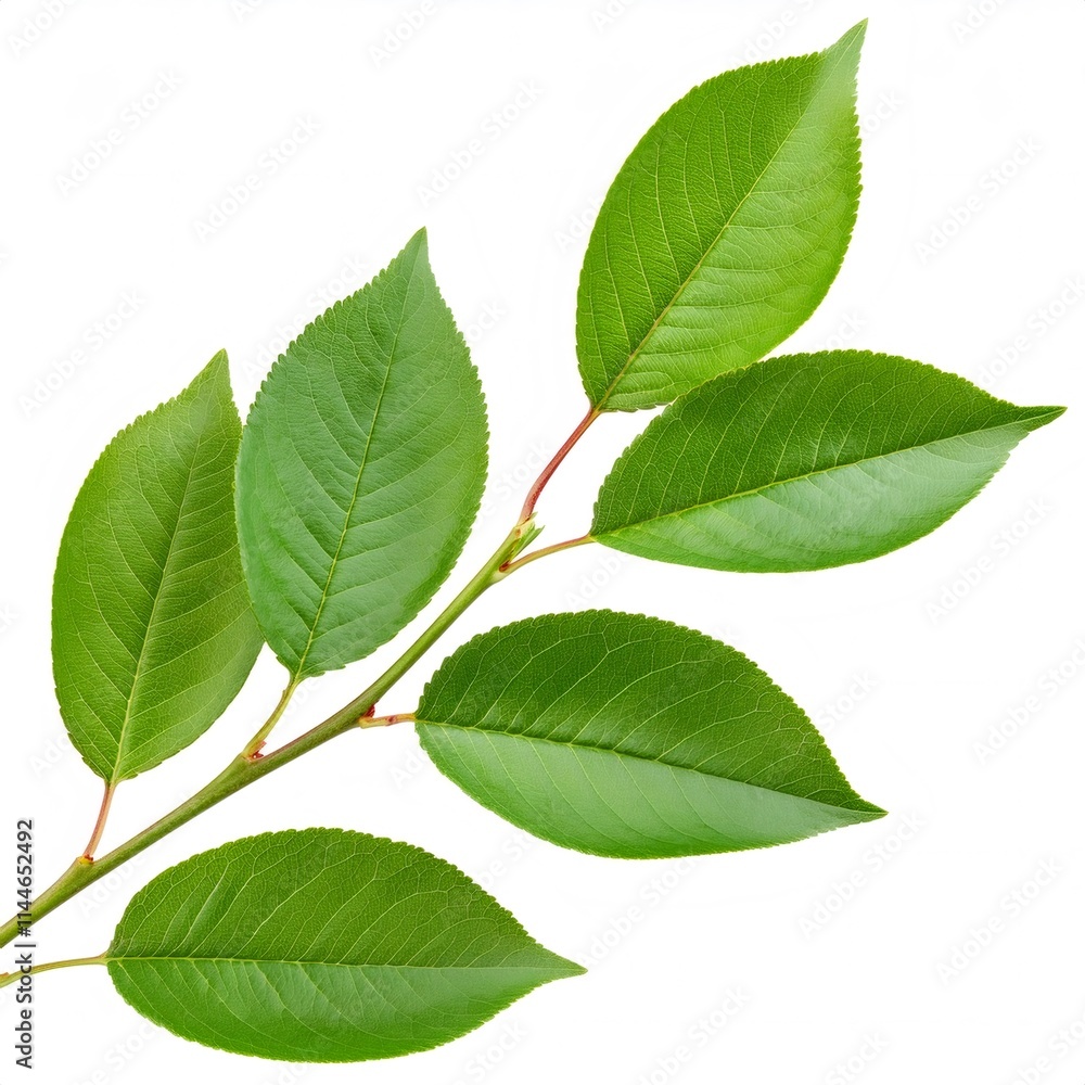 Fototapeta premium Cherry tree branch displaying smooth green leaves, isolated against pure white background, presenting botanical freshness