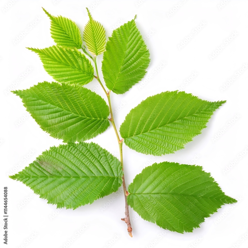 Green winged elm branch displaying lush foliage with vibrant veining, contrasting against pristine white backdrop Green winged elm branch displaying lush foliage with vibrant veining, contrasting against pristine white backdrop