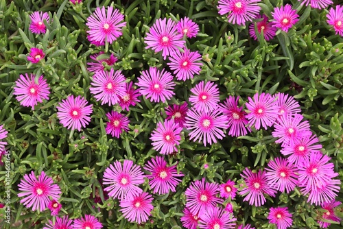 Trailing Iceplant, Delosperma cooperi photo