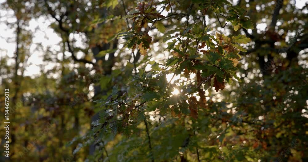 Beautiful autumn in the forest Beautiful autumn in the forest