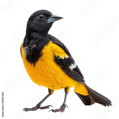 Black-headed Oriole: A vibrant Black-headed Oriole perched on a branch, its bright yellow plumage and bold black markings stand out against a blurred background. photo