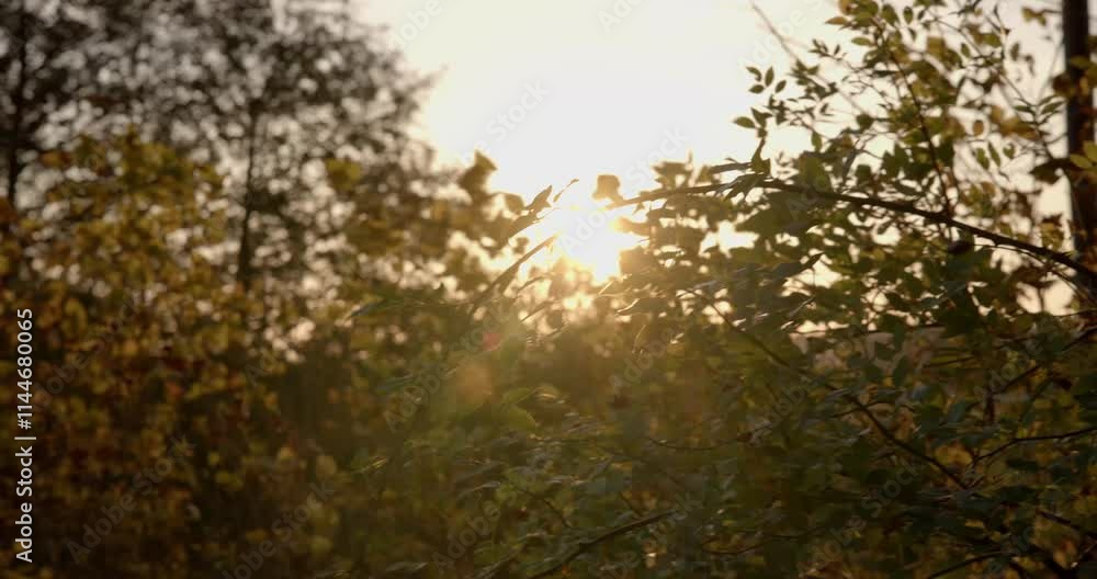 The morning sun shines through the branches in the forest in autumn The morning sun shines through the branches in the forest in autumn
