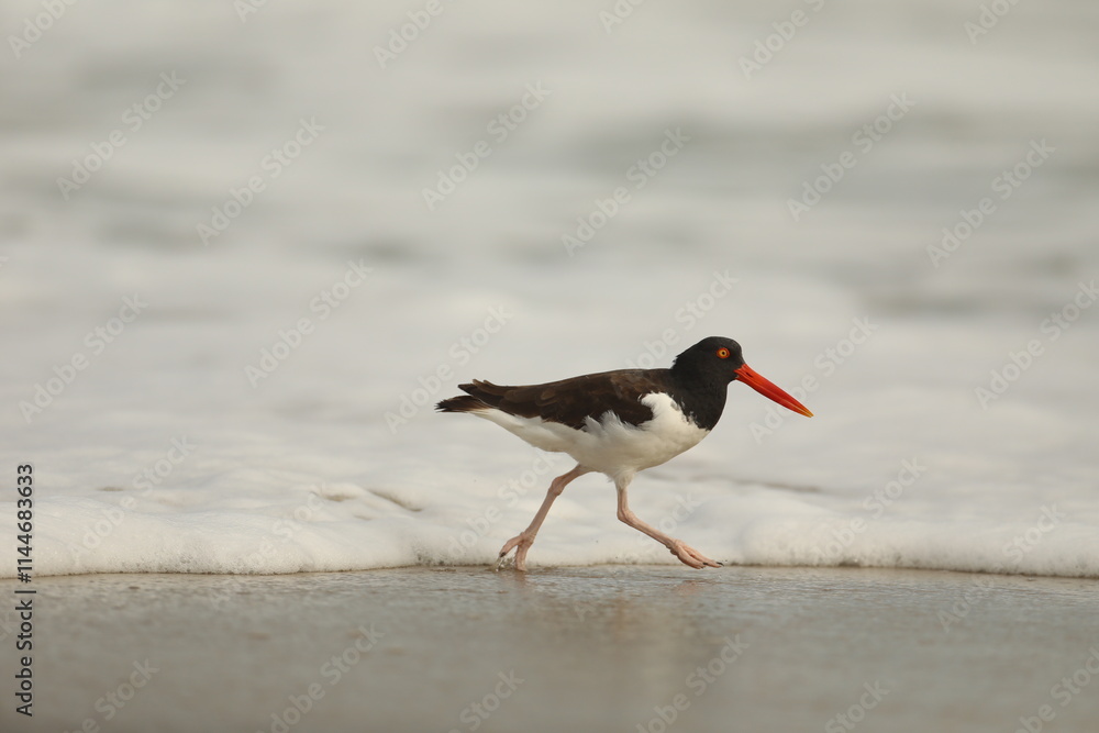 Oystercatcher running on the beach Oystercatcher running on the beach