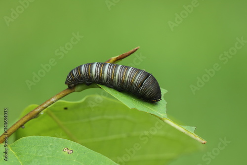 Zebra swallowtail butterfly caterpillar eating pawpaw leaf