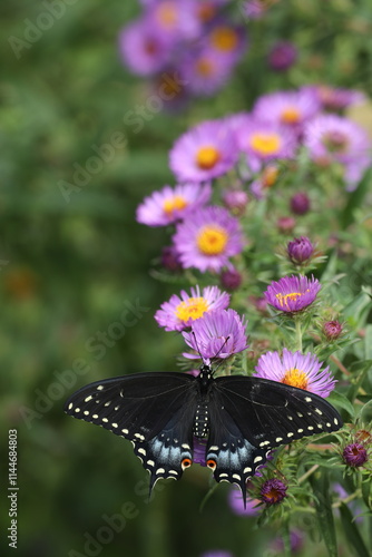 Photography Black swallowtail butterfly on New England aster flowers