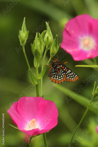 Baltimore checkerspot butterfly on Kankakee mallow flowers photo