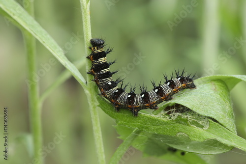 American lady butterfly caterpillar eating pearly everlasting leaf. 