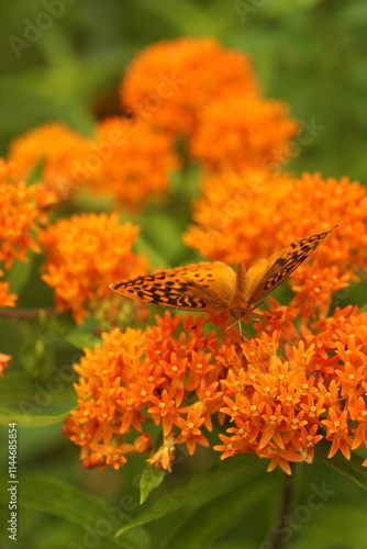 Photography Great spangled fritillary butterfly on orange milkweed flowers