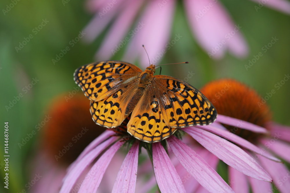 Fototapeta premium Great spangled fritillary butterfly on purple coneflower 