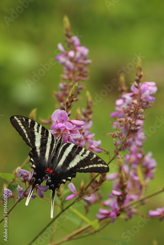 Fotografia Zebra swallowtail butterfly on showy tick trefoil flowers