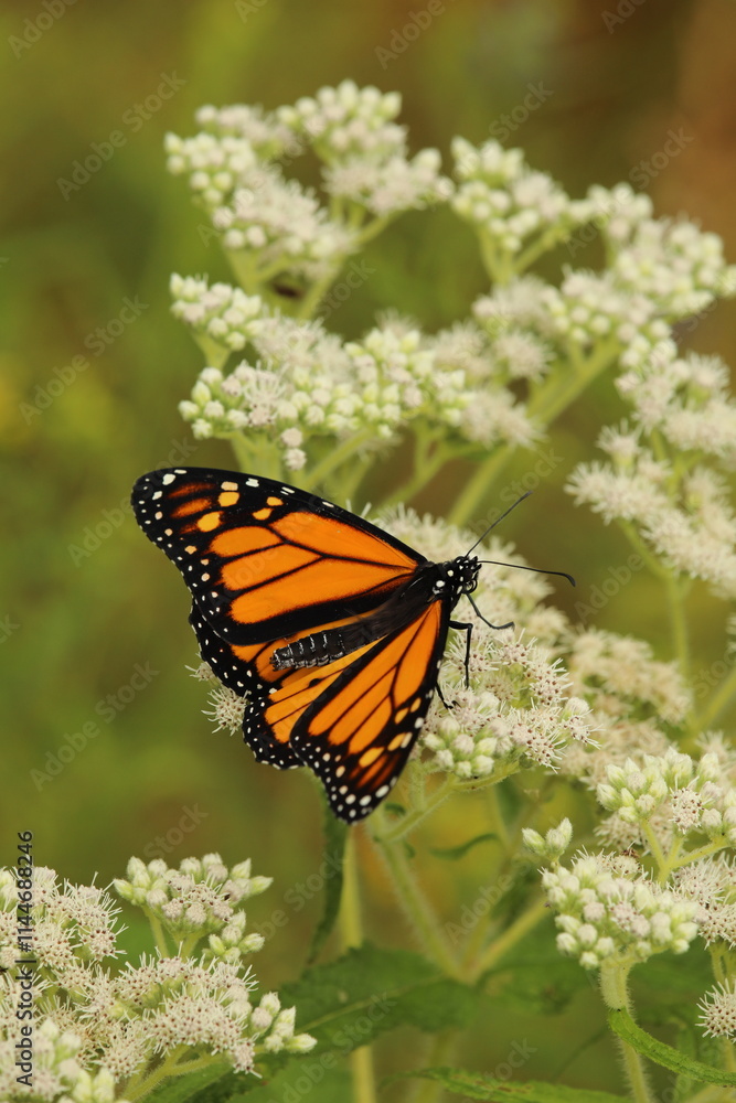 Fototapeta premium Monarch butterfly on boneset flowers
