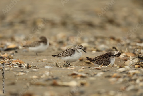 Least sandpipers on shell covered beach photo