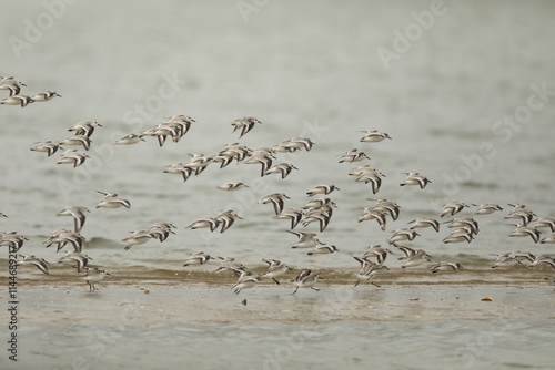 Sanderlings flying over water