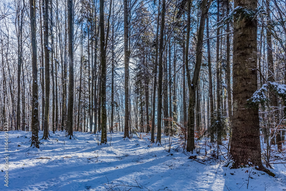 Landscapes - Forest - Europe, Romania, Suceava region Landscapes - Forest - Europe, Romania, Suceava region