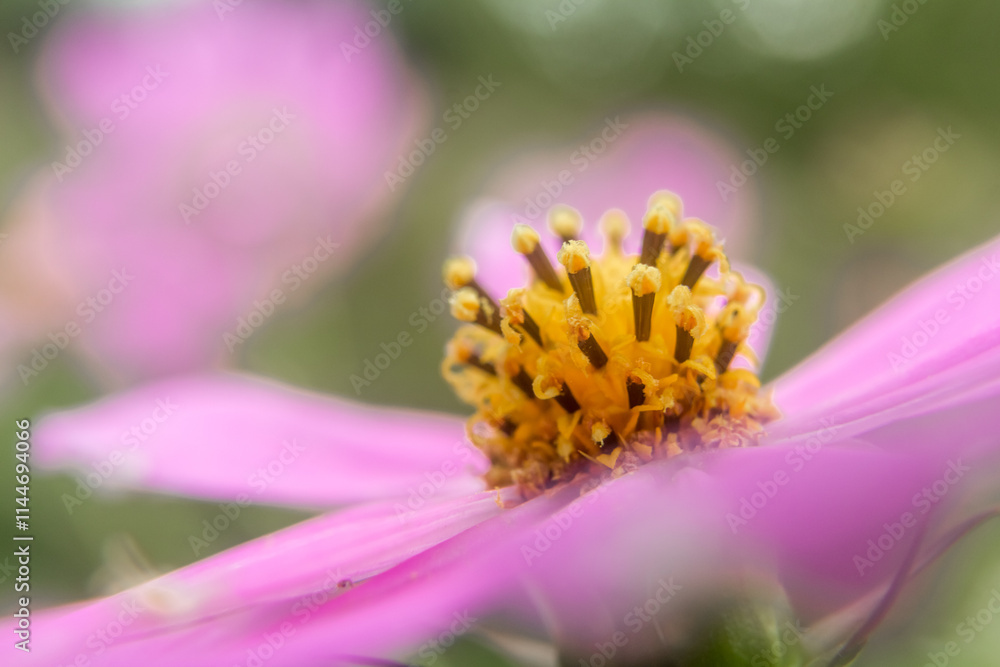 Close-up of Pink Cosmos Flower Close-up of Pink Cosmos Flower