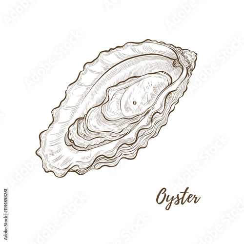 Vector oyster shell line art illustration, graphic line mollusk. Opened oyster sea food. Engraving. Ingredient. Great for menu designs, Ideal for menus, food branding, packaging and summer designs