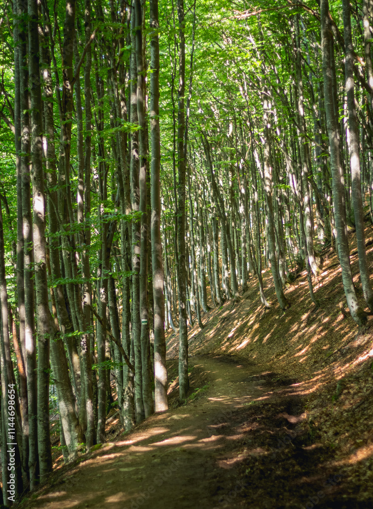 Fototapeta premium Sunlit Path Through Beech Forest, Carpathians