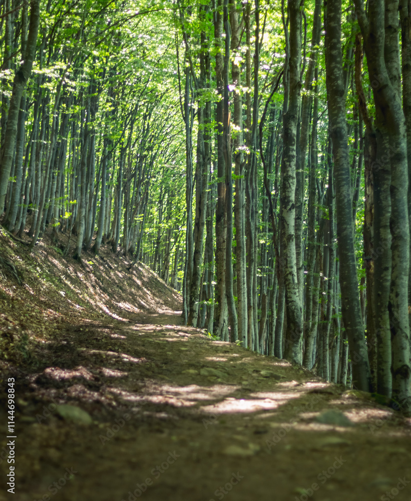 Sunlit Path Through Beech Forest, Carpathians