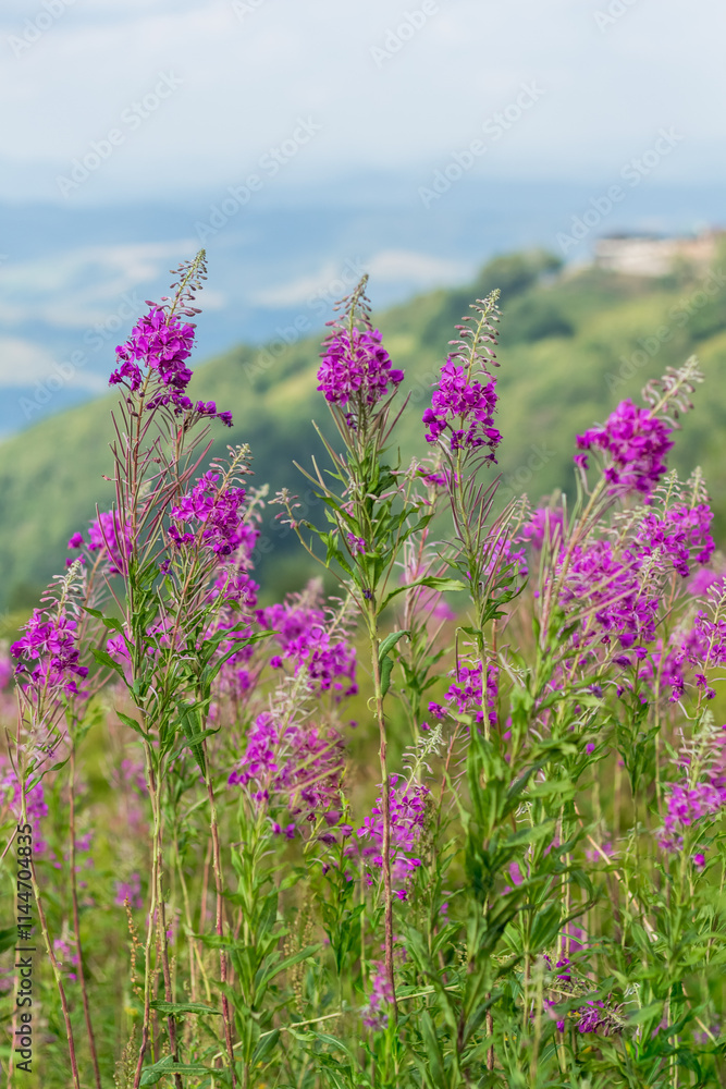 Obraz premium Blooming Fireweed Flowers in Carpathian Meadow
