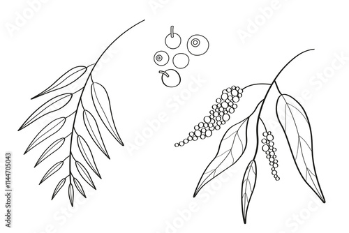 Vector linear illustration of allspice on isolated background. Hand drawn sketch of pepper spice with branch, leaves and fruits of tropical tree Pimento officinalis. Food ingredient, health, aroma