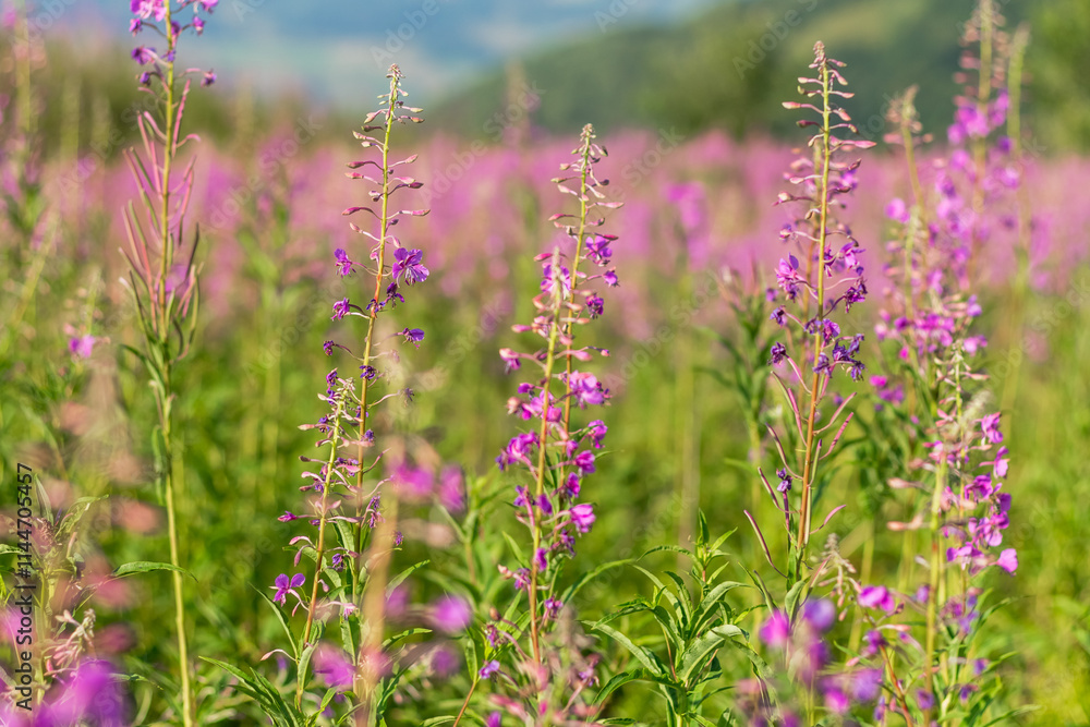 Obraz premium Blooming Fireweed Flowers in Carpathian Meadow