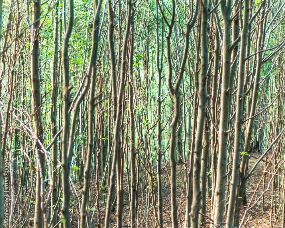 Carpathian Beech Forest: Gray Tree Trunks Carpathian Beech Forest: Gray Tree Trunks
