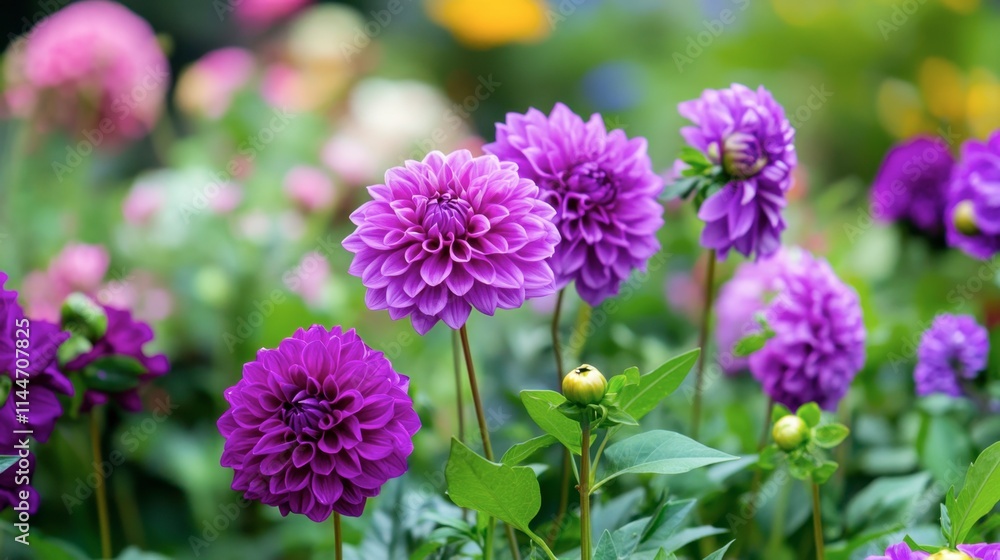 Fototapeta premium Bright Purple Dahlias in Bloom Amidst Lush Green Garden Paradise