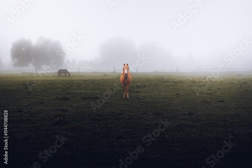 Face à Face avec un cheval dans la Brume