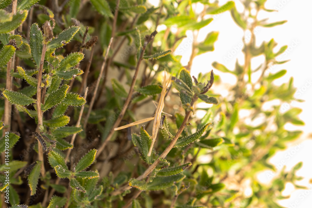 Stick Insect Camouflaged as Plant Branches, Cyprus Insect Stick Insect Camouflaged as Plant Branches, Cyprus Insect