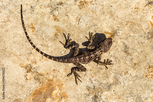 Gray Lizard on a Rock, Cyprus Reptile