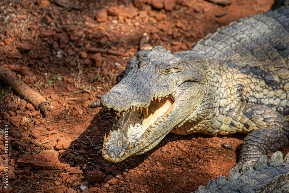 Fototapeta premium alligator in the everglades